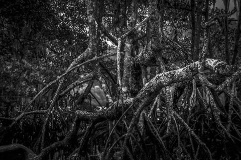Ensaio fotográfico Alaya, morada interior, a natureza como refúgio de reflexão para o humano'