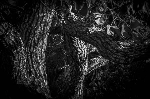 Ensaio fotográfico Alaya, morada interior, a natureza como refúgio de reflexão para o humano'