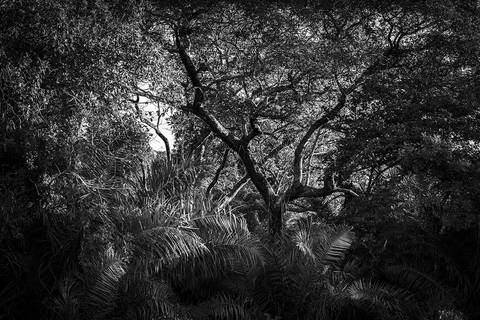 Ensaio fotográfico Alaya, morada interior, a natureza como refúgio de reflexão para o humano'