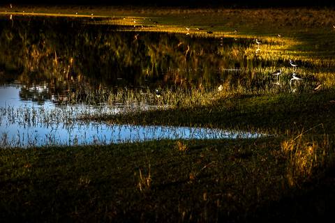 Visões do Pantanal'