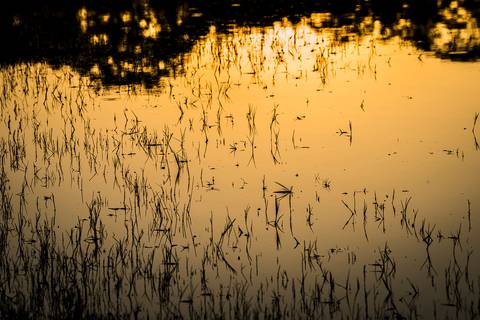 Visões do Pantanal'