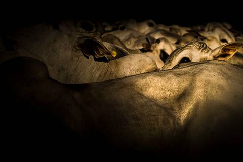 Visões do Pantanal'