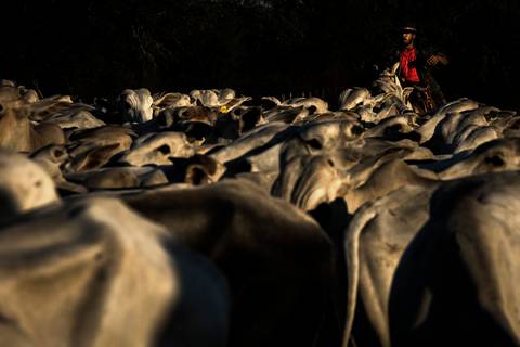 Visões do Pantanal'