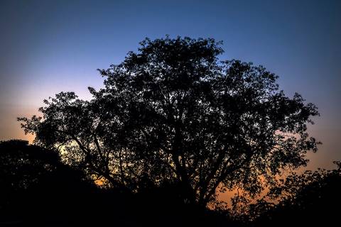 Visões do Pantanal'