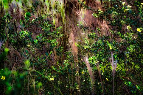 Visões do Pantanal'