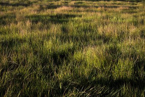 Visões do Pantanal'