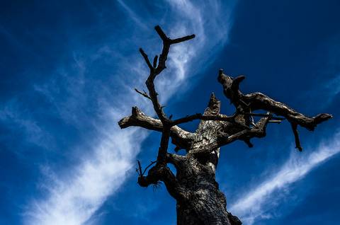 Visões do Pantanal'