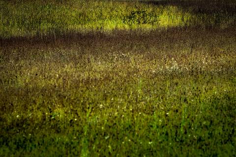Visões do Pantanal'