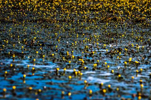 Visões do Pantanal'