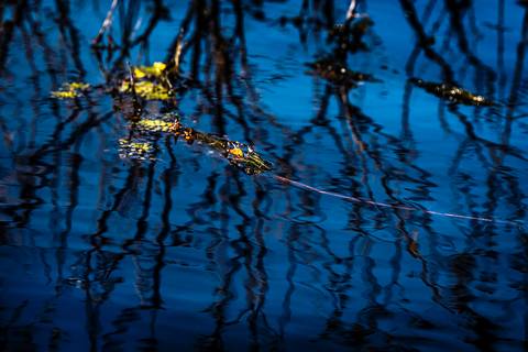 Visões do Pantanal'