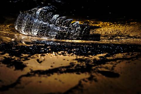 Visões do Pantanal'