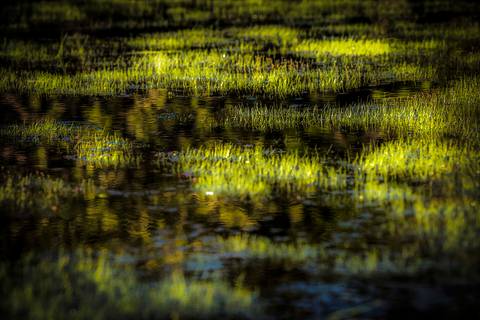 Visões do Pantanal'