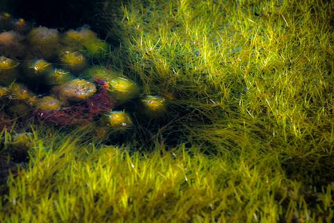 Visões do Pantanal'