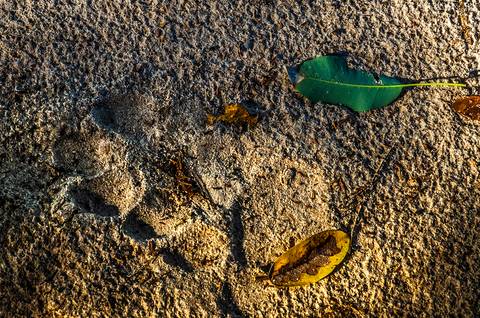 Visões do Pantanal'