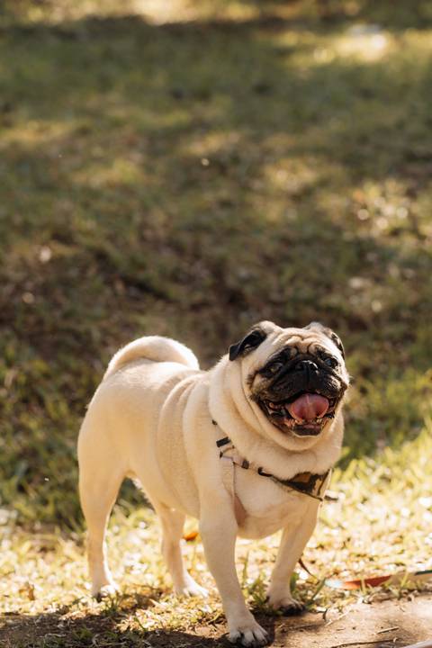 '