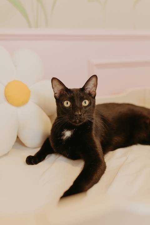 Ensaio Newborn, Ensaio Newborn Londrina, Ensaio Newborn Cambé, Ensaio Newborn Rolândia, Ensaio '