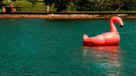 cisne rosa inflavél'