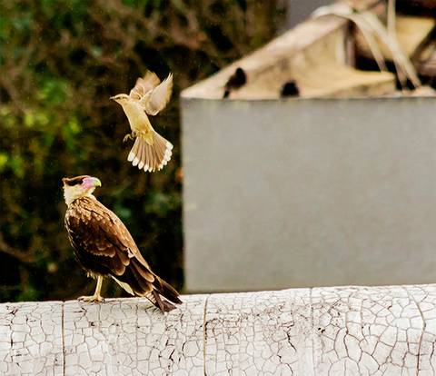 Carcará x Sabiá 2'