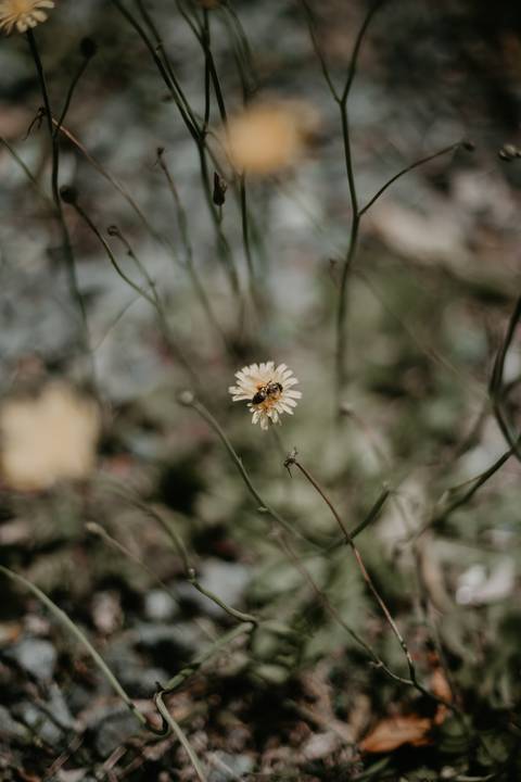 Ensaio casal da Debora e do Rafael no parque estadual serra do rola moça | Pin Fotografia -'