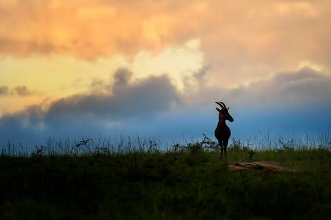 '