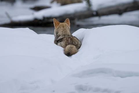 '