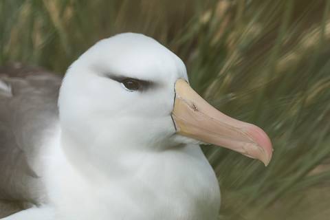 '
