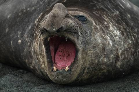 '