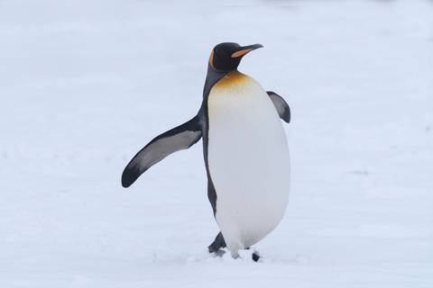 '