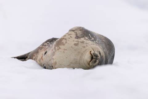 '