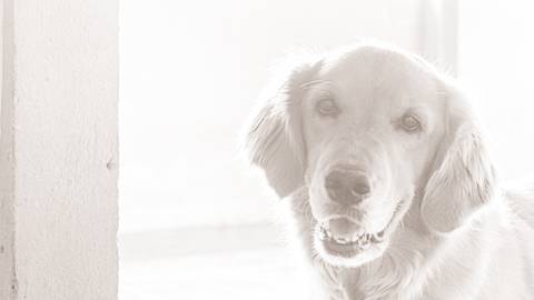 '