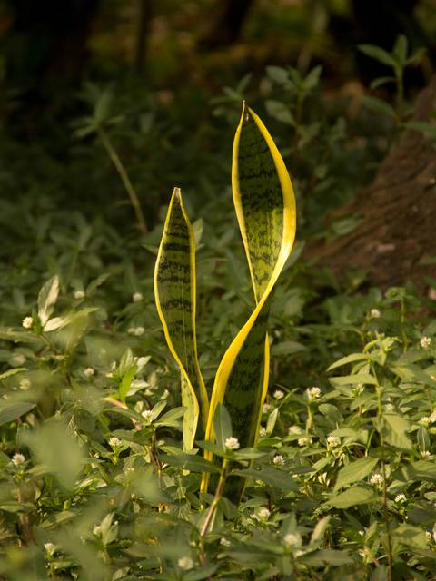 Espada de Ogum'
