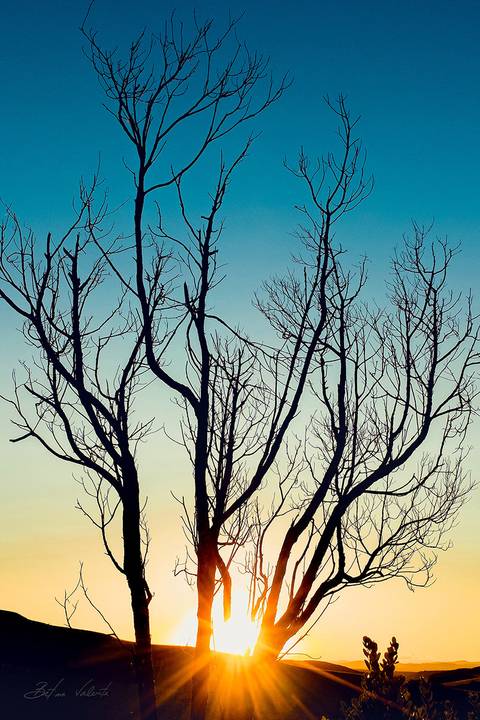 foto em cores de um belíssimo pôr do sol por detrás de uma árvore sêca na Chapada'
