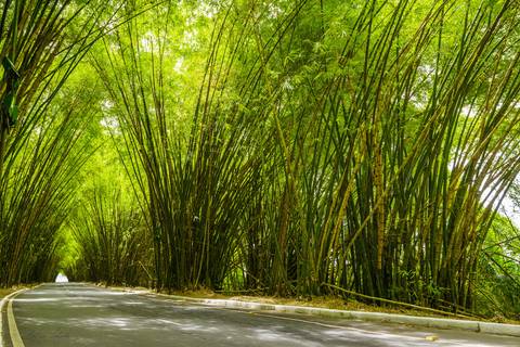 Bambuzal aeroporto de Salvador'