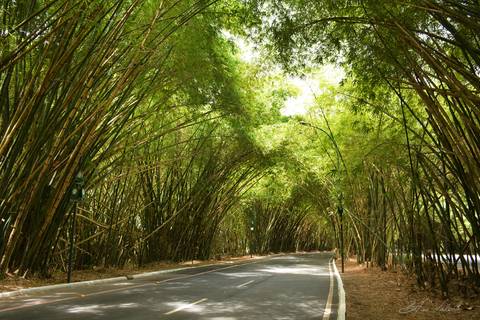 Bambuzal aeroporto de Salvador'