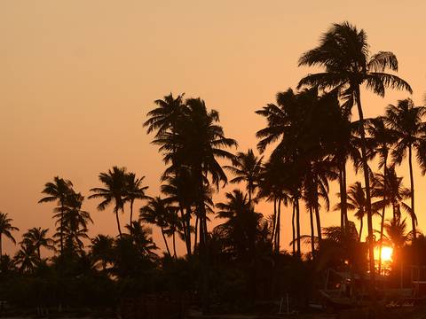 foto em cores por do sol atrás de um coqueiral'
