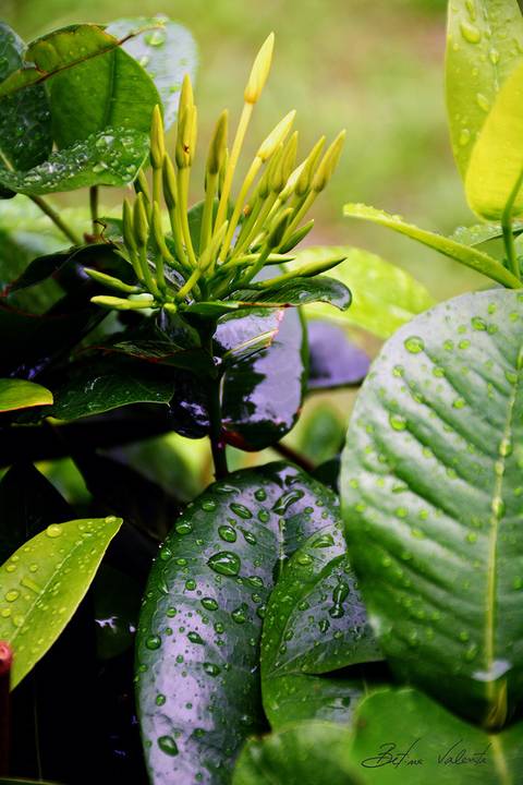 foto em cores folha com gotas de chuva'