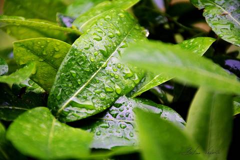 foto em cores folha com gotas de chuva'