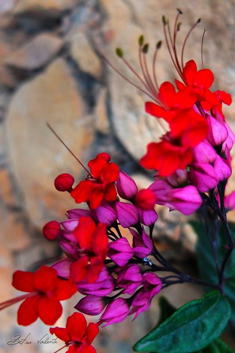 foto em cores, flores em tons vermelho e rosa'