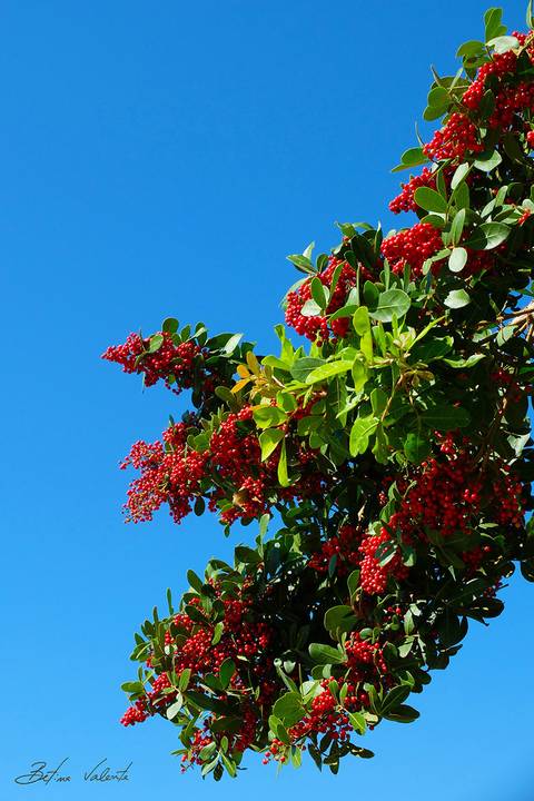 foto em cores, flores em tons vermelho'