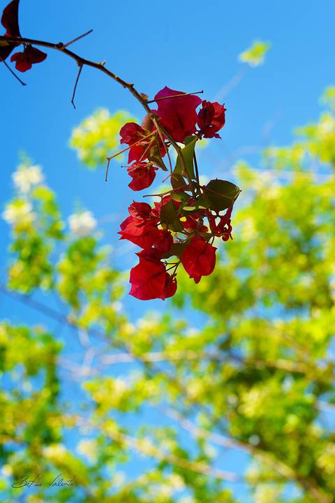 foto em cores, flores em tons vermelho'