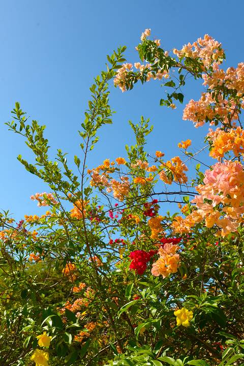 foto em cores, flores em tons vermelho e salmon'