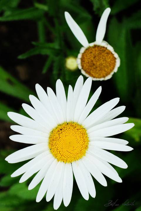 foto em cores, flores bem-me-quer'