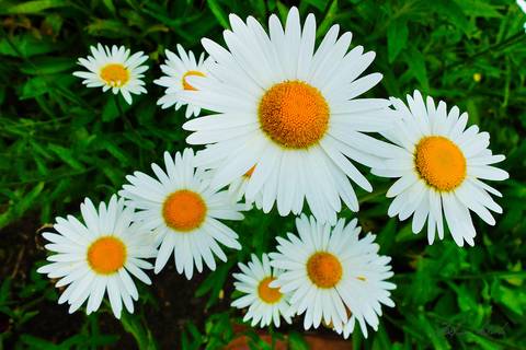 foto em cores, flores bem-me-quer'
