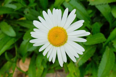 foto em cores, flores bem-me-quer'
