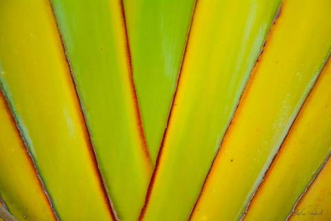 foto em cores folha '