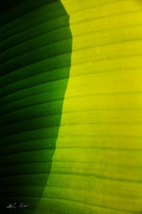 foto em cores folha '