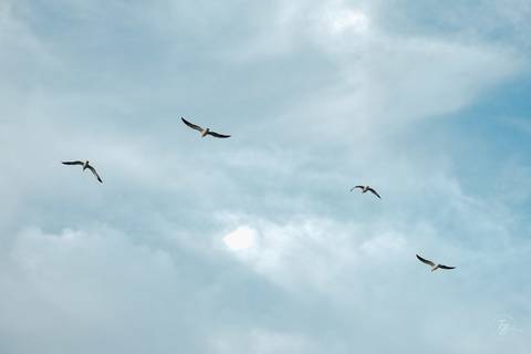 fotografia de noivado na ponta dos Ganchos Resort, em Governador Celso Ramos'