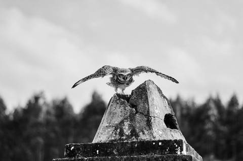 ensaio-fotografico-cemiterio-dia-das-bruxas-halloween-bruxa-ritual-bosque-natureza-bauru-sao-paulo-brazil-brasil-conceitual-conceito-artistico-autoral-fotografia'