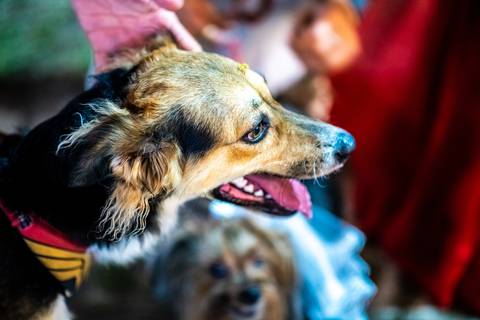 fotografo fortaleza casamento pet'