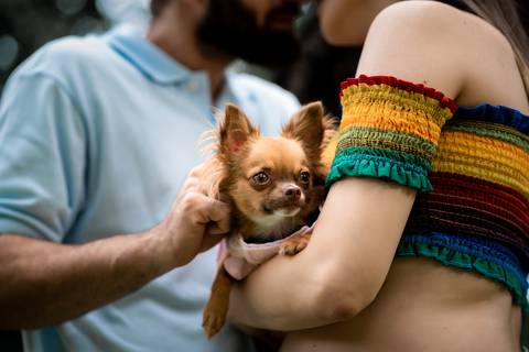 Fotografo gestante pet fortaleza'